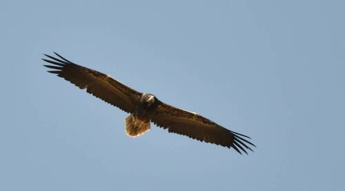 Egyptian Vulture