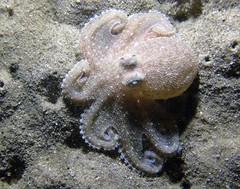 Octopus australis