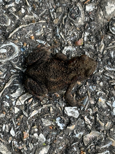 European Toad