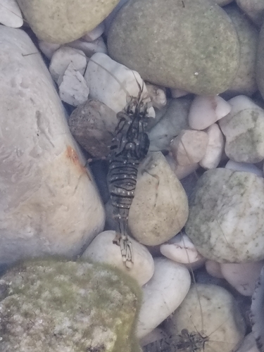 Rockpool Prawn