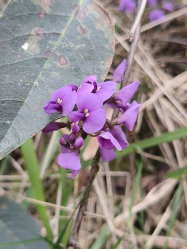 False Sarsaparilla
