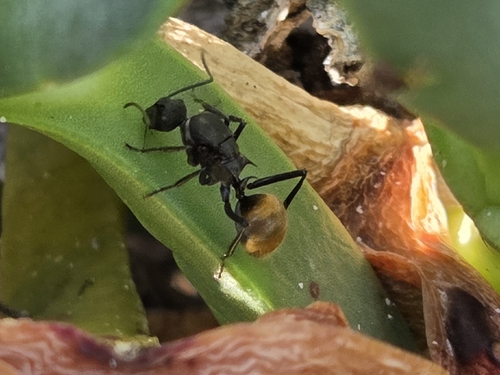 Polyrhachis ammonoeides