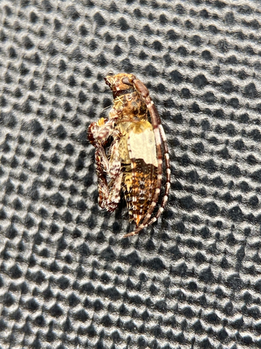 greater thorn-tipped longhorn beetle