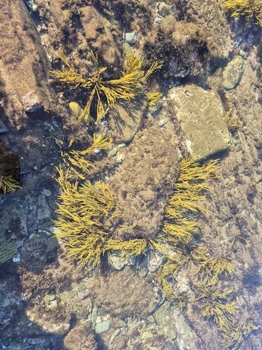 brown tuning-fork weed