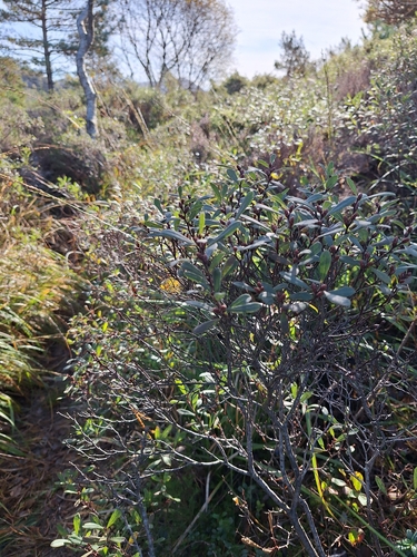bog myrtle