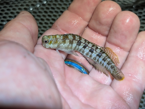 Blenniella gibbifrons observed 2026-09-23