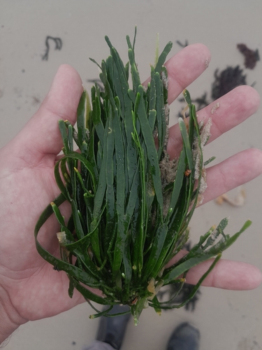Caulerpa filiformis observed 2026-09-23