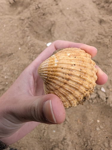 Acanthocardia echinata, 2026-09-24