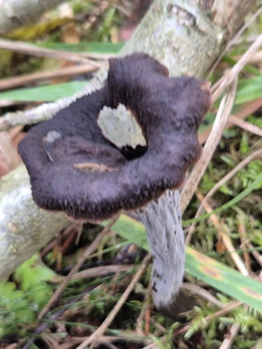 Horn-of-plenty