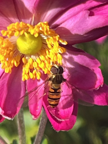 Marmalade Hover Fly