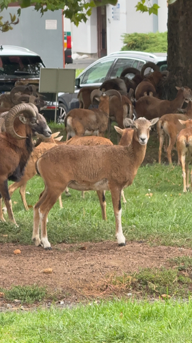 European Mouflon