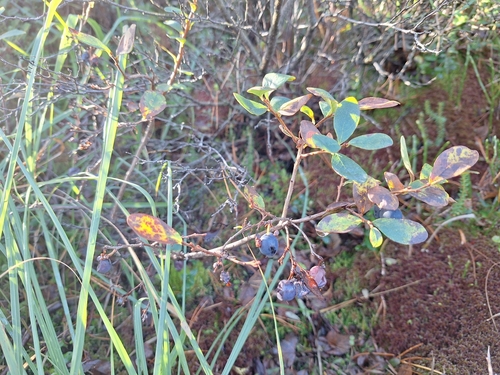 bog bilberry