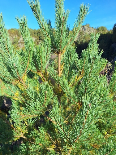 Scots pine