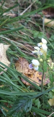 Galeopsis speciosa, photograph (c) Valentin Moser, some rights reserved (CC BY)