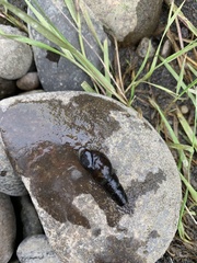 Juga plicifera
