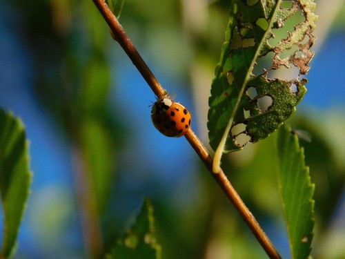 Asian Lady Beetle