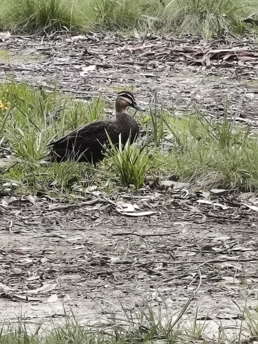 Pacific Black Duck