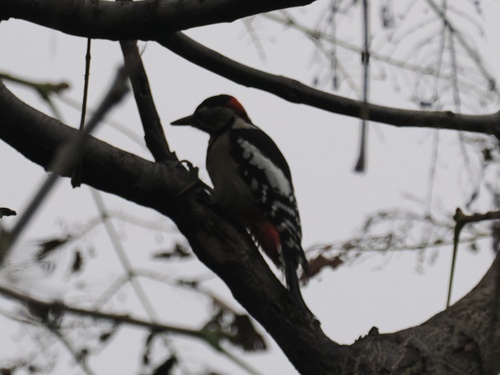 Great Spotted Woodpecker
