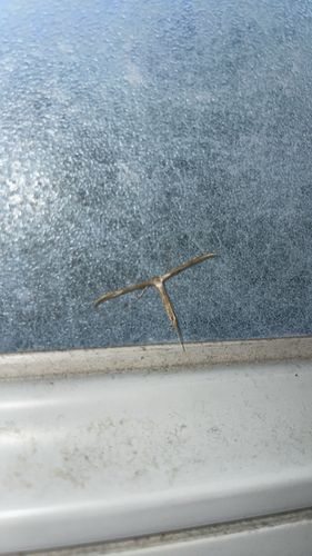 Morning-glory Plume Moth
