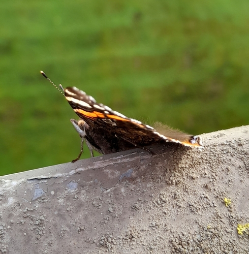 Red Admiral