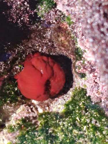 Mediterranean Beadlet Anemone