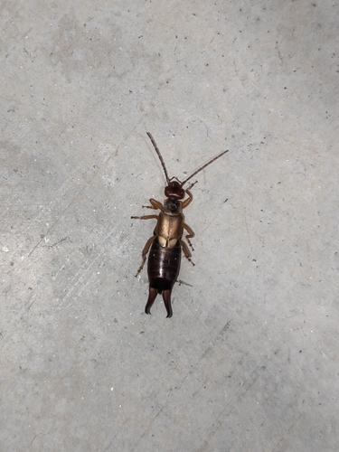 European Earwig