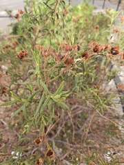 Cistus monspeliensis
