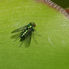 Condylostylus longicornis