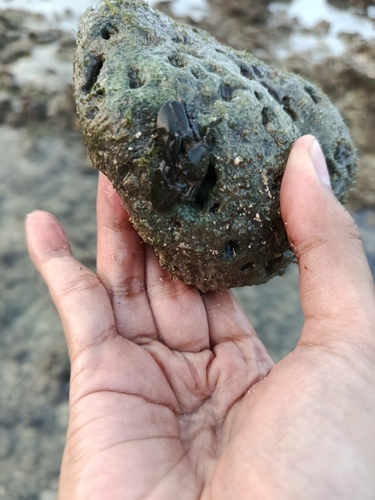 Petrolisthes lamarckii observed 2026-09-22