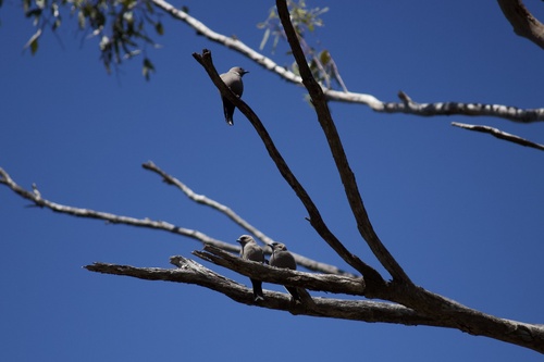 Dusky Woodswallow