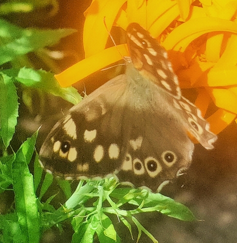 Speckled Wood