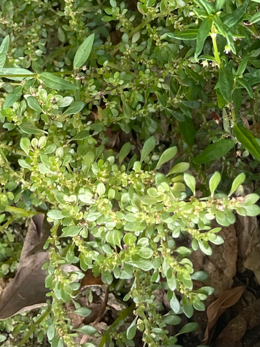 Artillery Plant