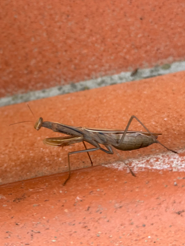 European Mantis