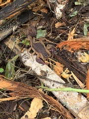 Centruroides gracilis