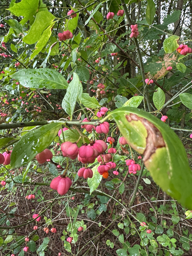 Spindle