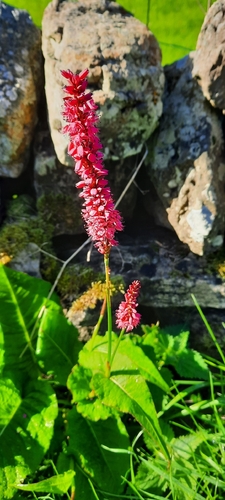 red bistort