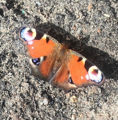European Peacock Butterfly