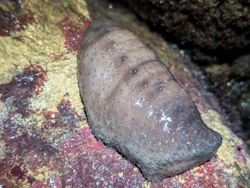 Holothuria cinerascens observed 2026-09-23