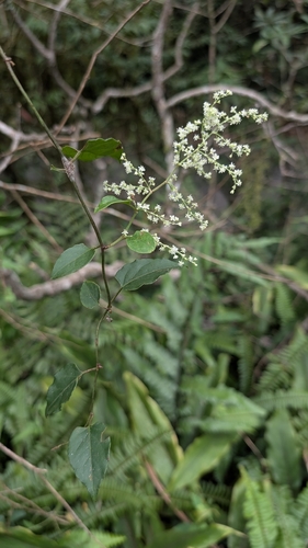 Tuber fleeceflower (Reynoutria multiflora)