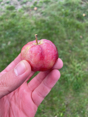 apple