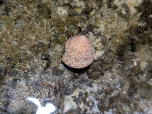 Trochus intextus observed 2026-09-23