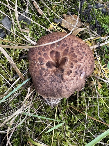 shingled hedgehog
