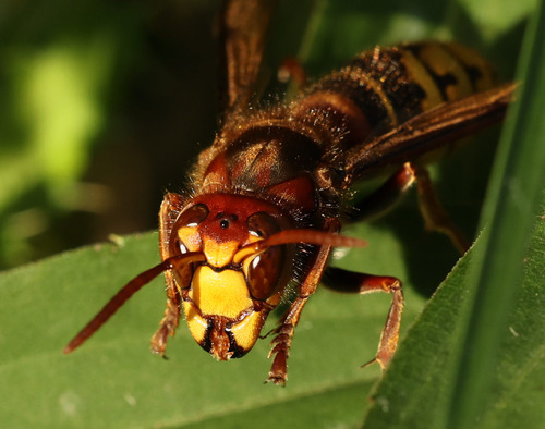 European Hornet