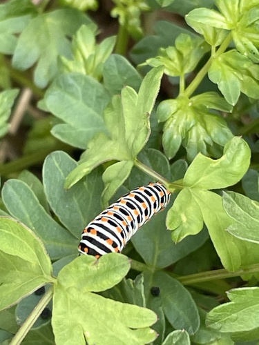 Old World Swallowtail