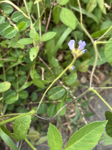 Calopogonium mucunoides observed 2026-09-24