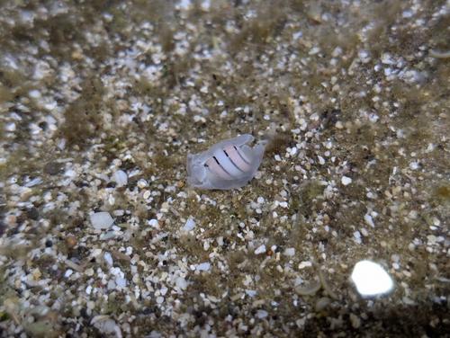 Hydatina amplustre observed 2026-09-23