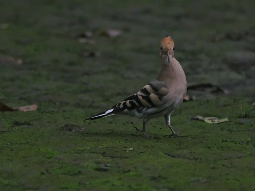 Common Hoopoe