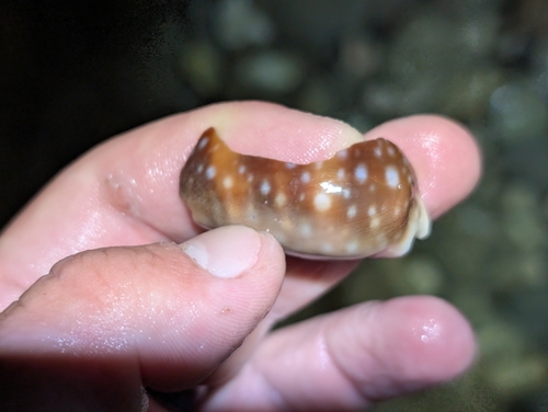Cypraea vitellus, 2026-09-23
