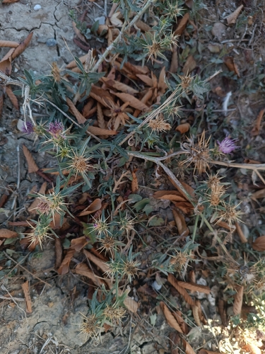 purple star-thistle