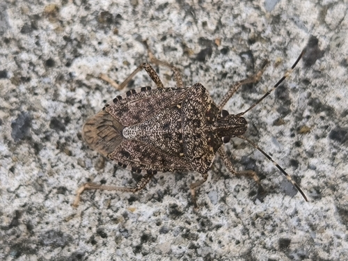 Brown Marmorated Stink Bug